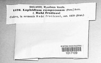Lophiostoma compressum image